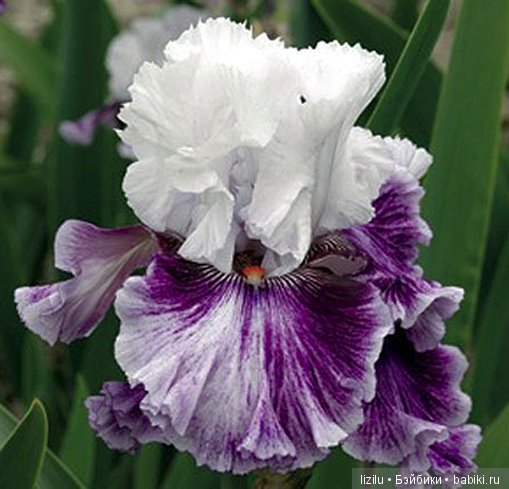 Красота в пастельных тонах