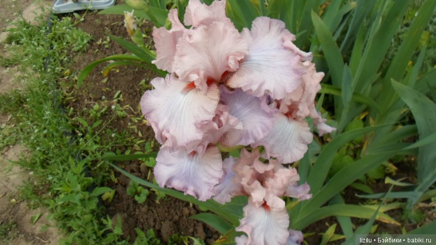 Красота в пастельных тонах