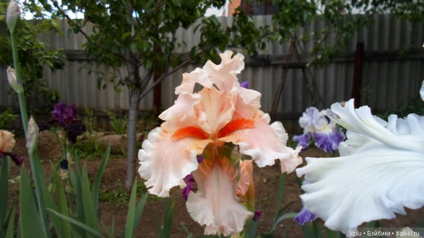 Красота в пастельных тонах