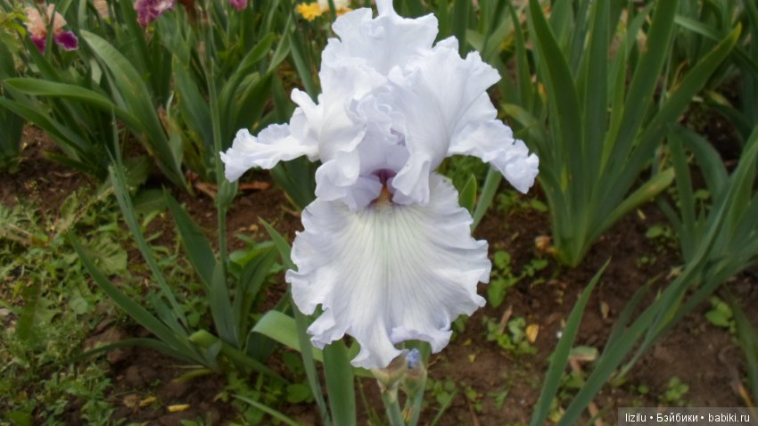 Красота в пастельных тонах (фото 4)