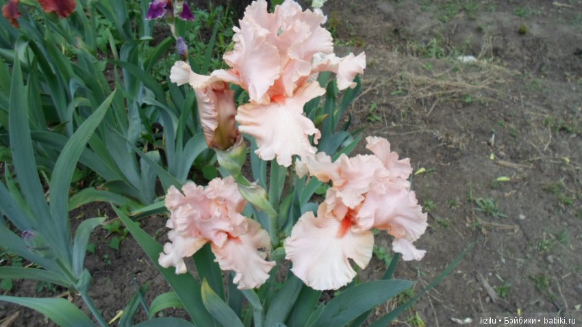 Красота в пастельных тонах