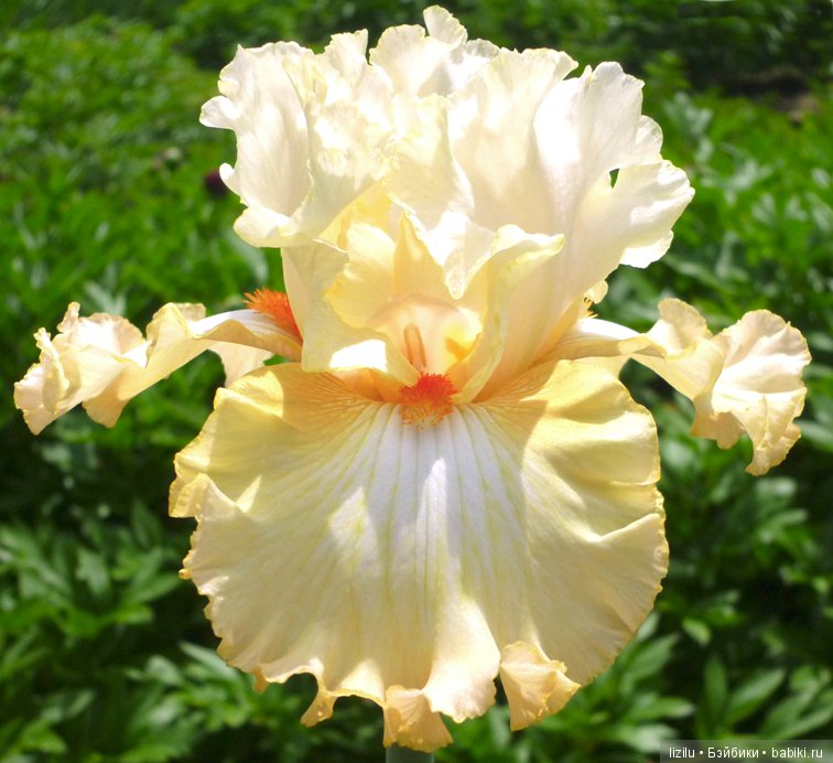 Красота в пастельных тонах