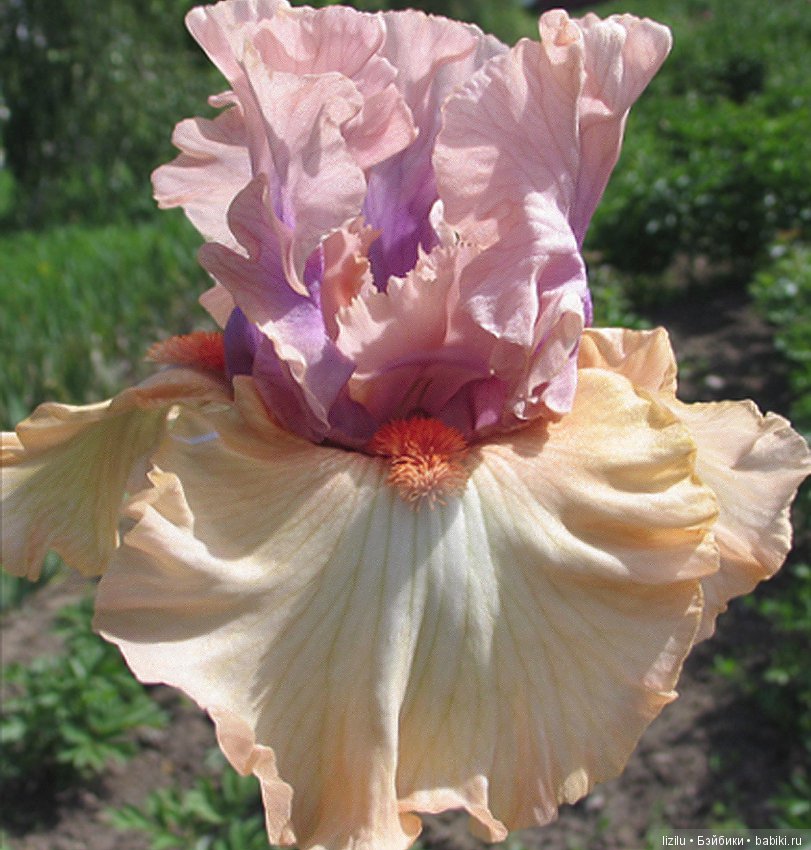 Красота в пастельных тонах (фото 3)