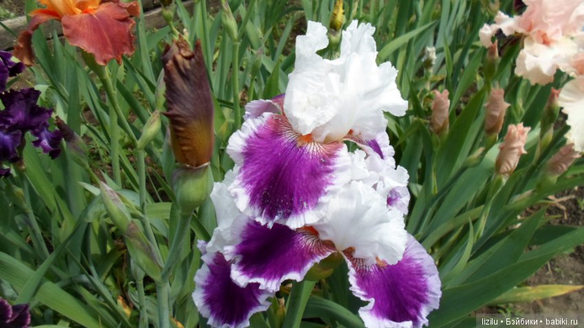 Красота в пастельных тонах