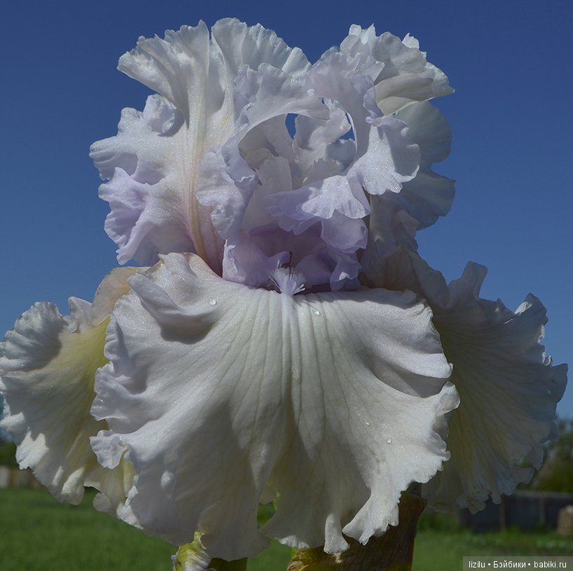 Красота в пастельных тонах