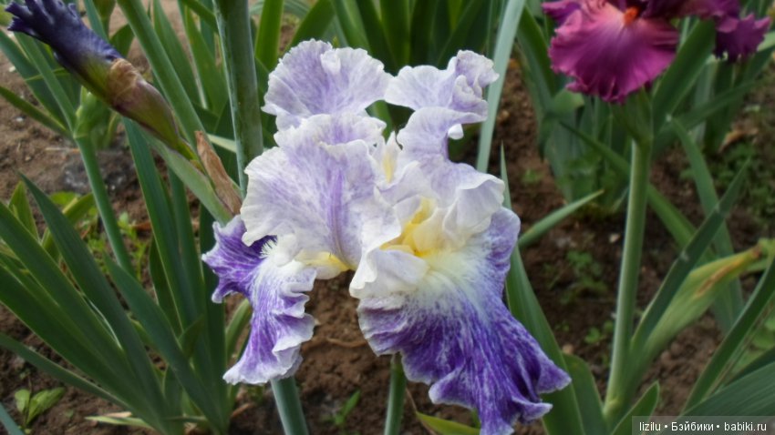 Красота в пастельных тонах