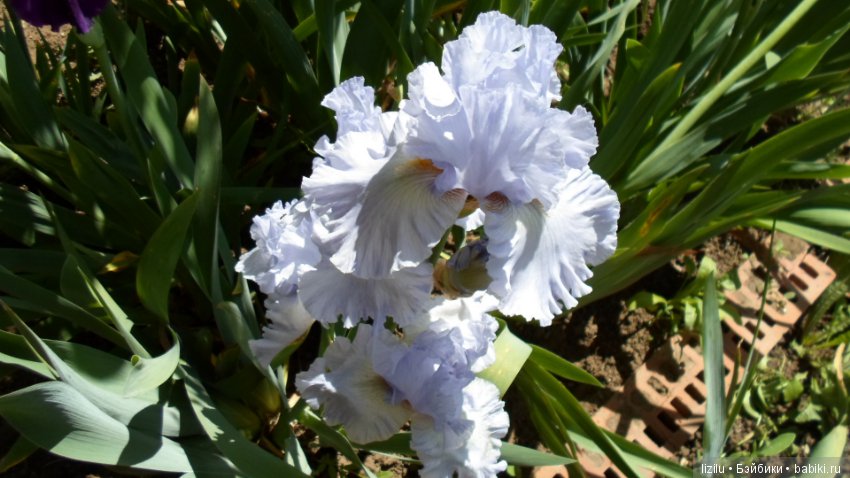 Красота в пастельных тонах