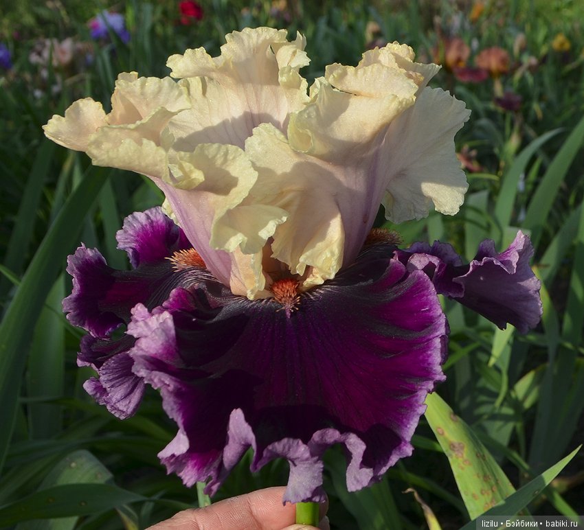 Красота в пастельных тонах (фото 2)