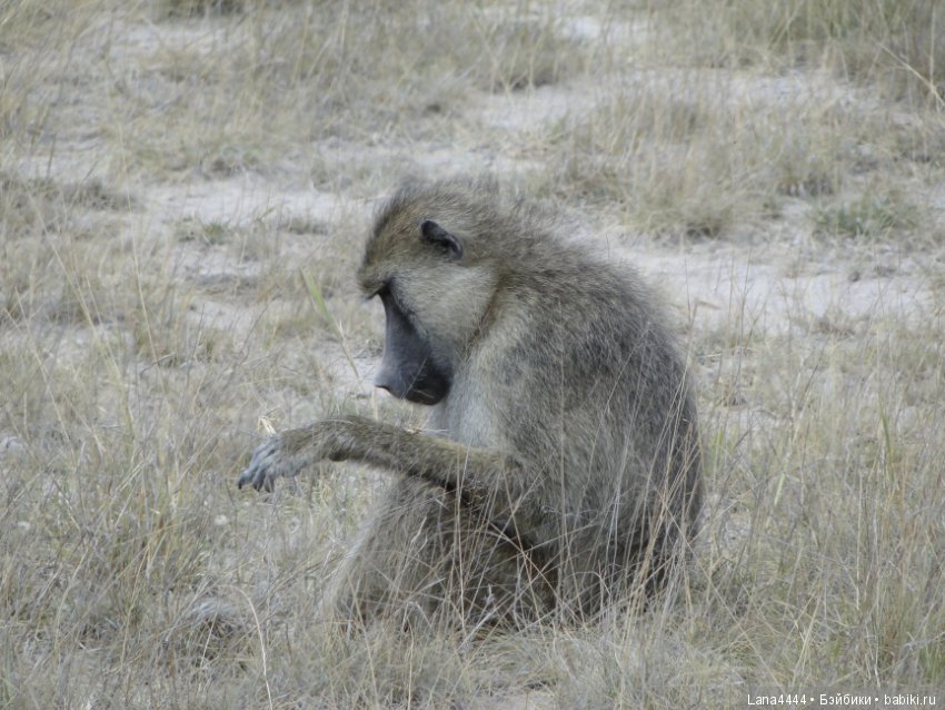 Приключения в Африке, как все начиналось... "Джамбо , Кения" (фото 10)