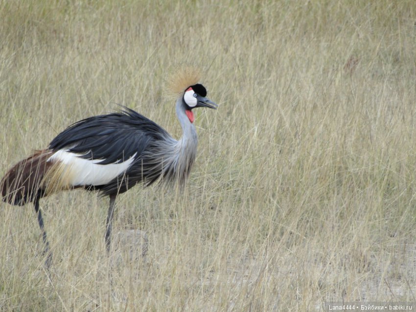 Приключения в Африке, как все начиналось... "Джамбо , Кения"