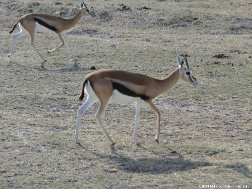 Приключения в Африке, как все начиналось... "Джамбо , Кения"