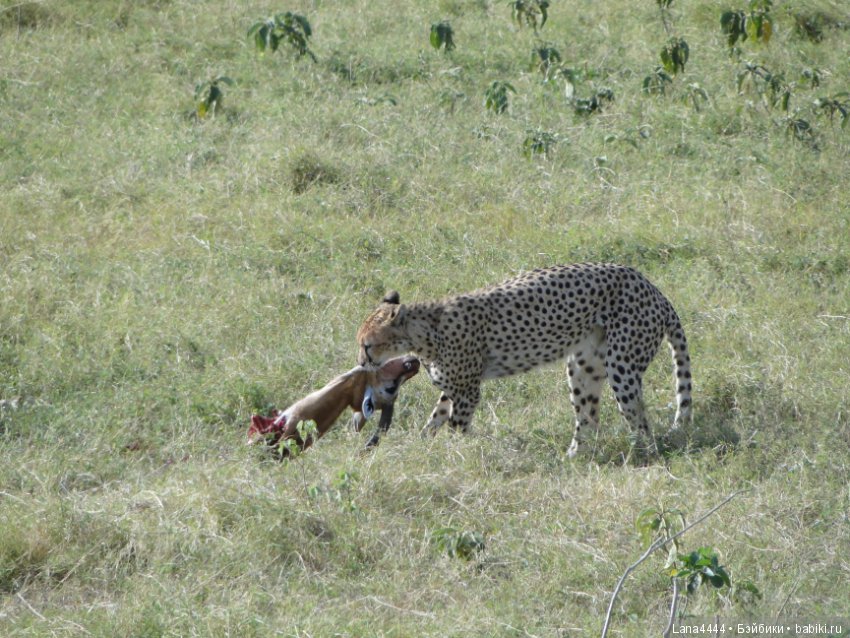 Приключения в Африке, как все начиналось... "Джамбо , Кения"