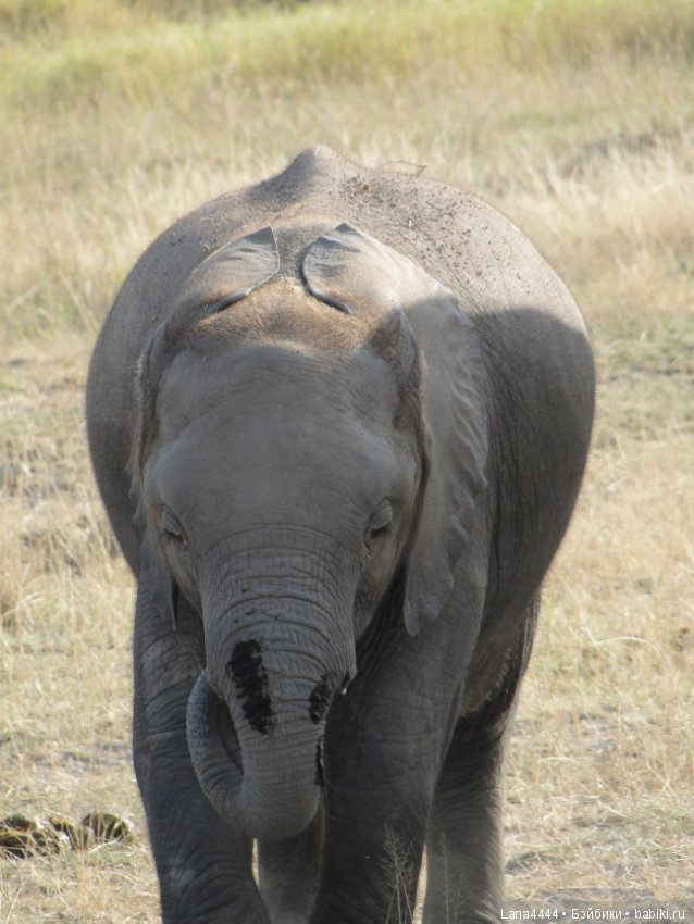Приключения в Африке, как все начиналось... "Джамбо , Кения"