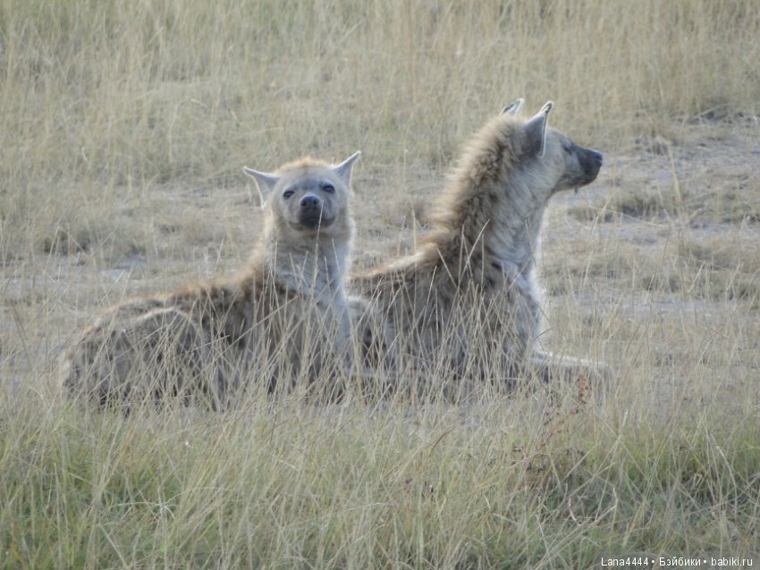 Приключения в Африке, как все начиналось... "Джамбо , Кения"