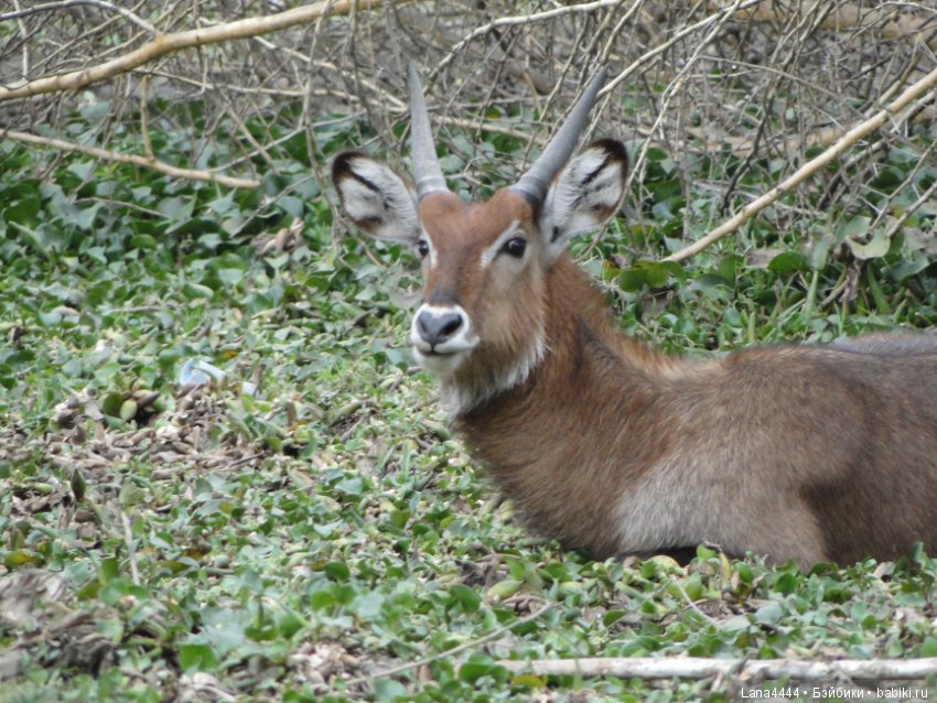 Приключения в Африке, как все начиналось... "Джамбо , Кения"