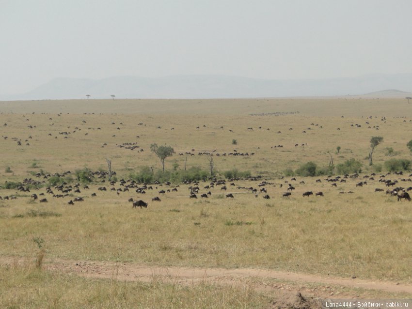 Приключения в Африке, как все начиналось... "Джамбо , Кения"