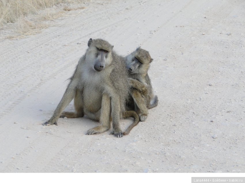 Приключения в Африке, как все начиналось... "Джамбо , Кения"