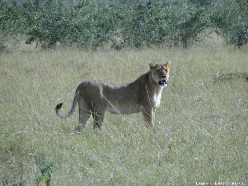 Приключения в Африке, как все начиналось... "Джамбо , Кения"