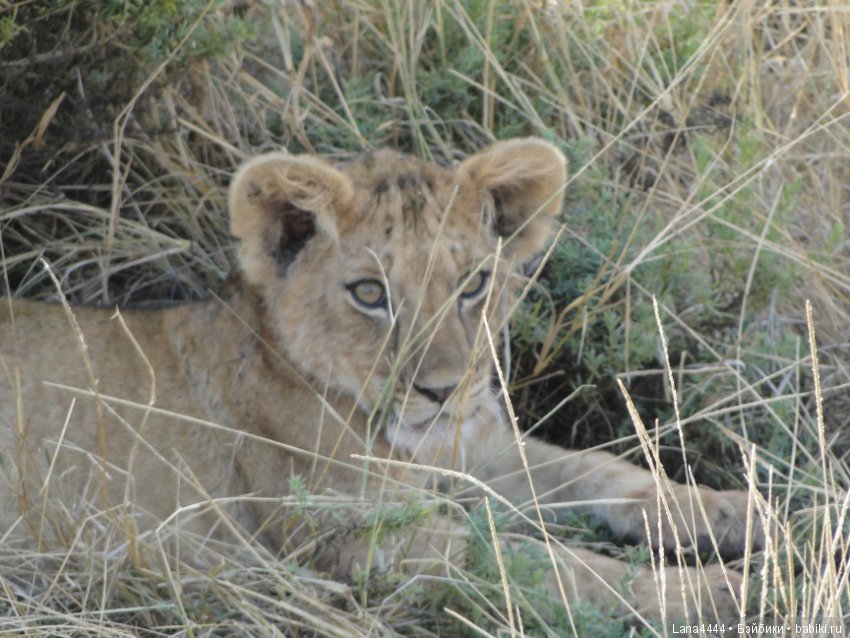 Приключения в Африке, как все начиналось... "Джамбо , Кения"