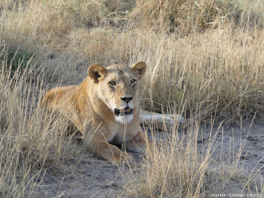 Приключения в Африке, как все начиналось... "Джамбо , Кения"