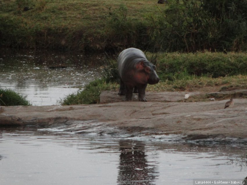 Приключения в Африке, как все начиналось... "Джамбо , Кения"