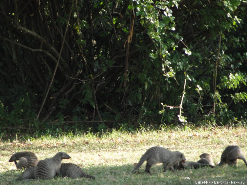 Приключения в Африке, как все начиналось... "Джамбо , Кения"