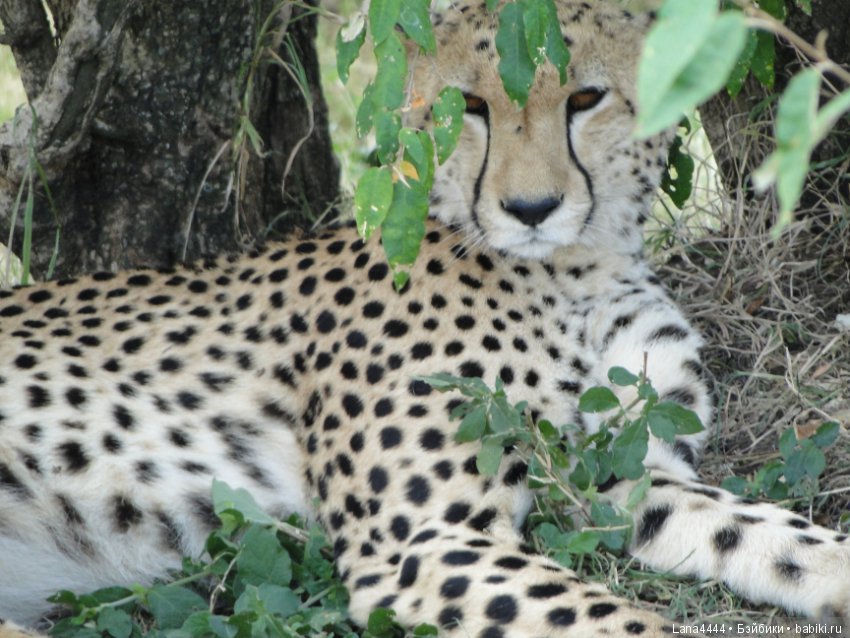 Приключения в Африке, как все начиналось... "Джамбо , Кения"