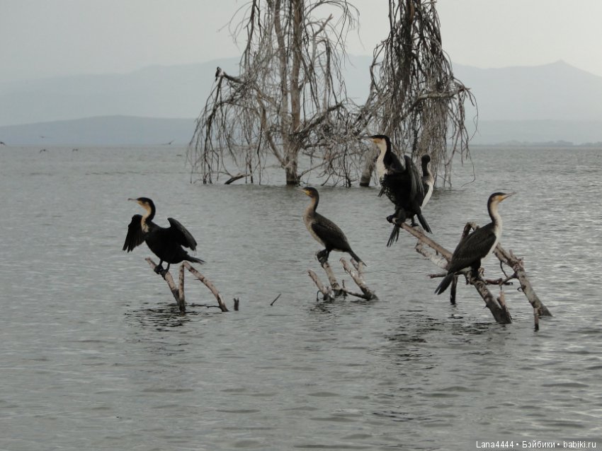 Приключения в Африке, как все начиналось... "Джамбо , Кения"