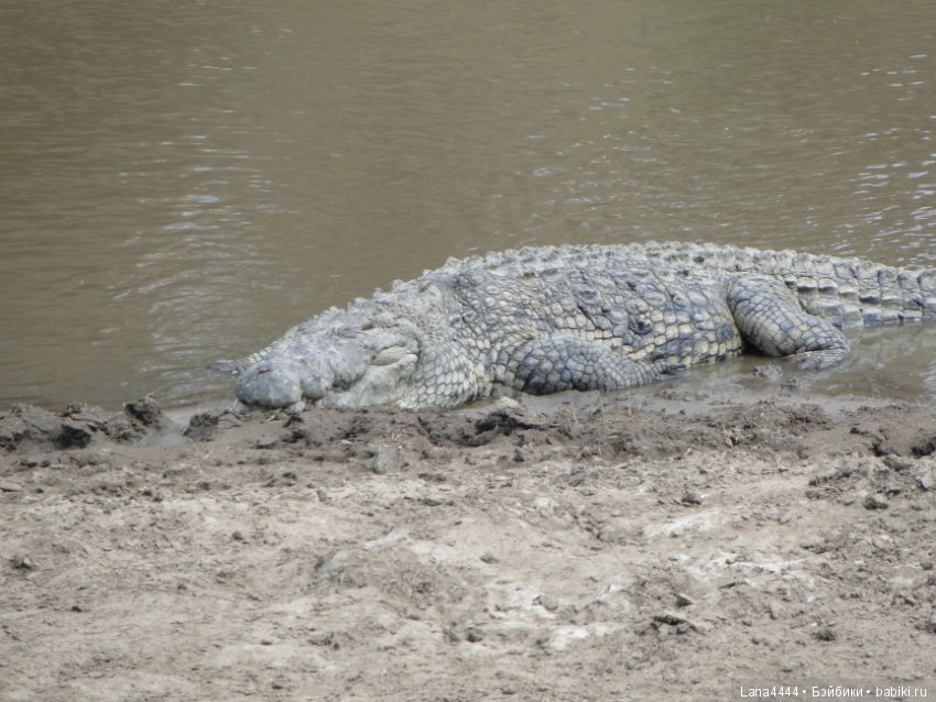 Приключения в Африке, как все начиналось... "Джамбо , Кения"