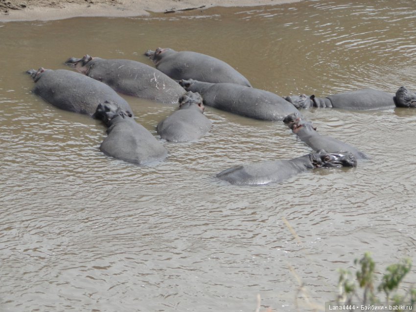 Приключения в Африке, как все начиналось... "Джамбо , Кения"