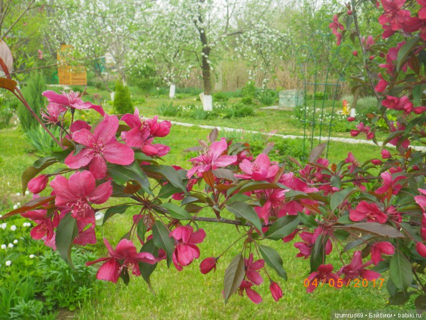Мой прекрасный сад — Болталка и разговоры обо всем: жизнь (фото 6)