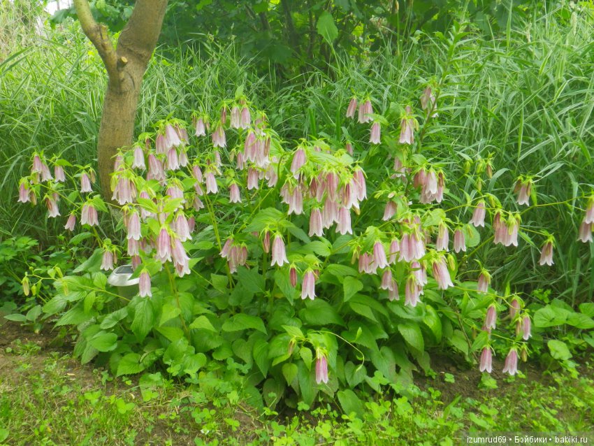 Мой прекрасный сад — Болталка и разговоры обо всем: жизнь