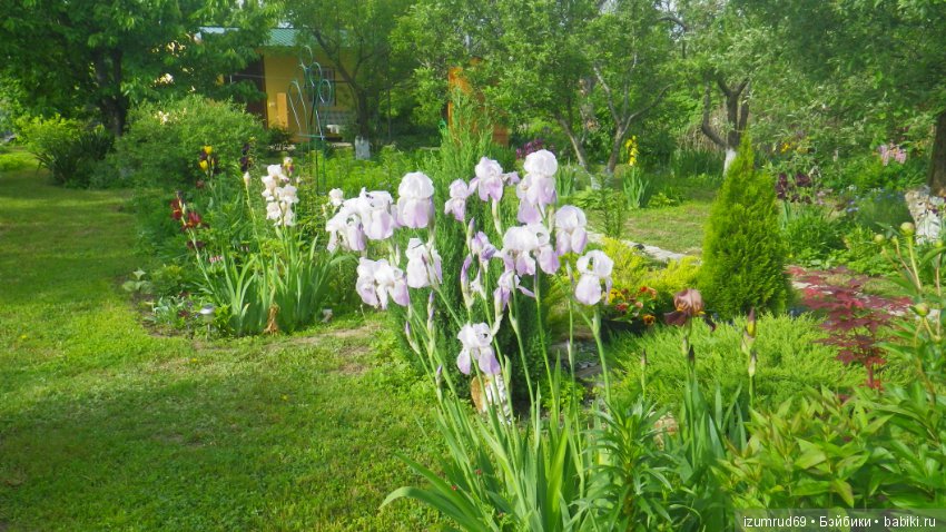 Мой прекрасный сад — Болталка и разговоры обо всем: жизнь (фото 10)