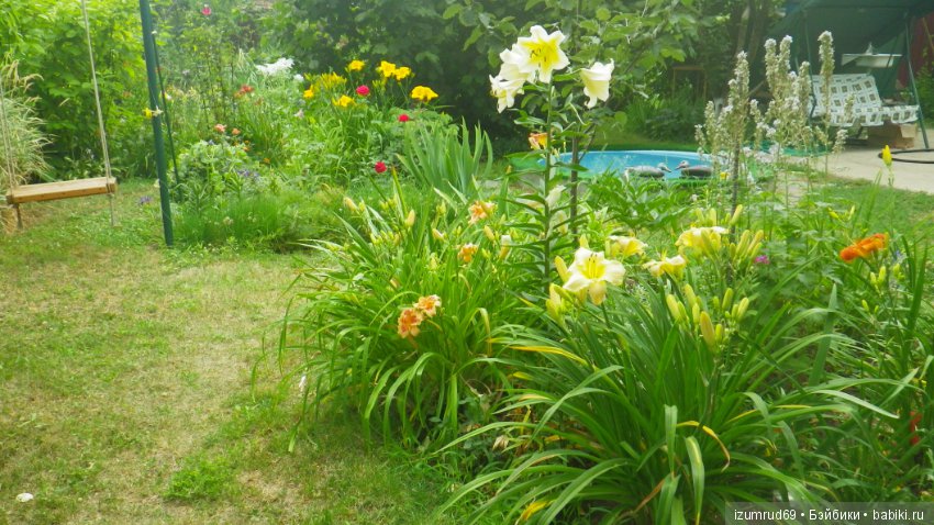 Мой прекрасный сад — Болталка и разговоры обо всем: жизнь