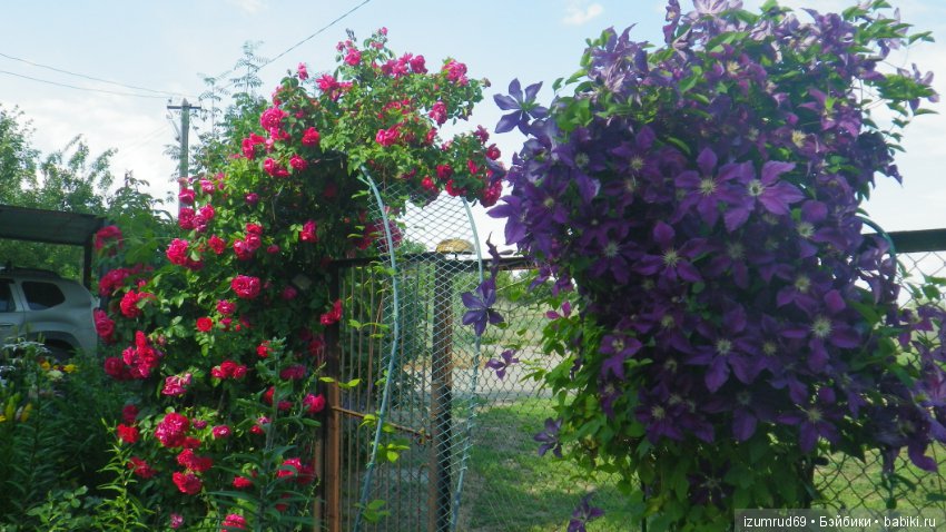 Мой прекрасный сад — Болталка и разговоры обо всем: жизнь