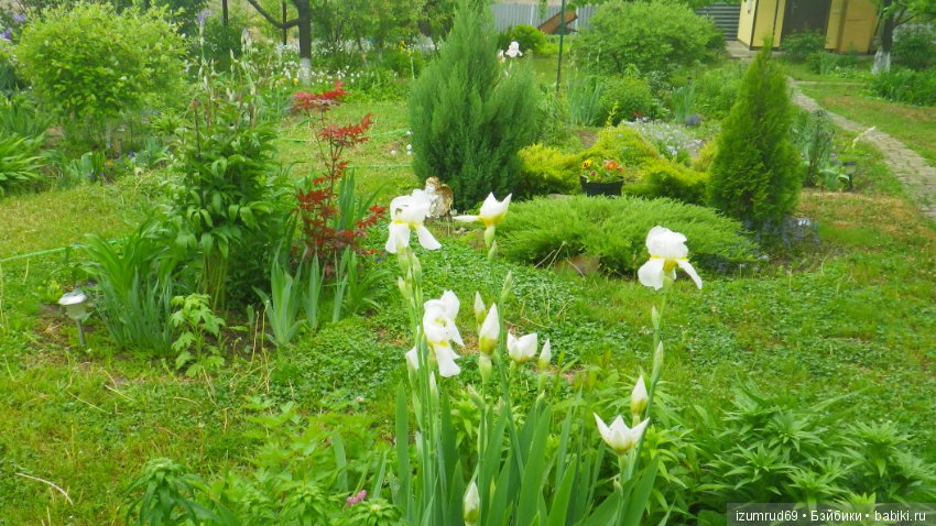 Мой прекрасный сад — Болталка и разговоры обо всем: жизнь (фото 7)