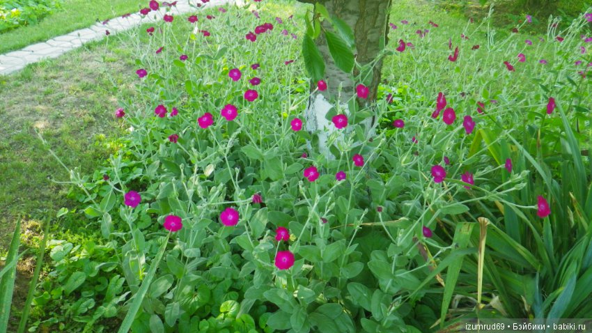 Мой прекрасный сад — Болталка и разговоры обо всем: жизнь