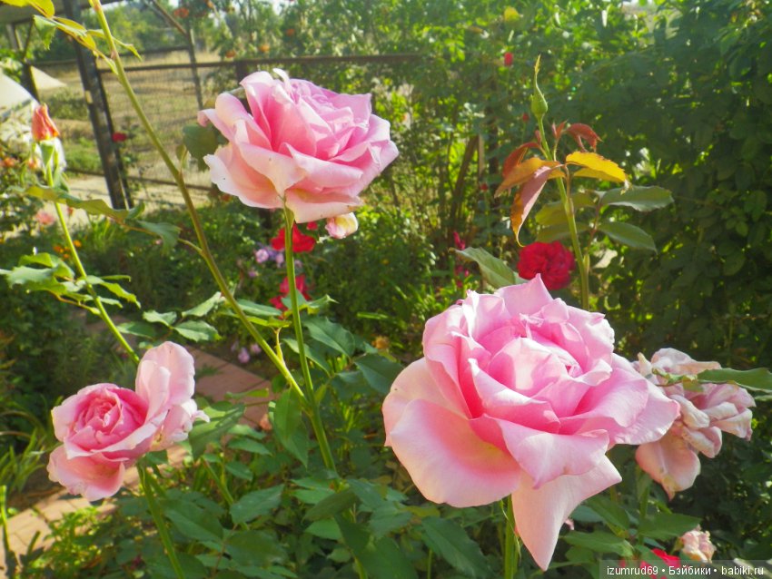 Мой прекрасный сад — Болталка и разговоры обо всем: жизнь