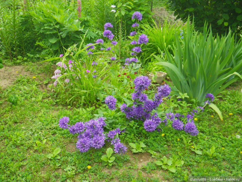 Мой прекрасный сад — Болталка и разговоры обо всем: жизнь