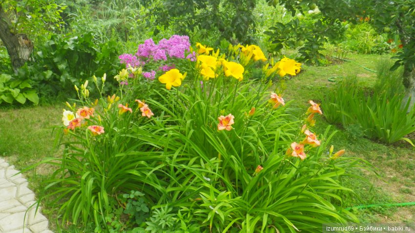 Мой прекрасный сад — Болталка и разговоры обо всем: жизнь