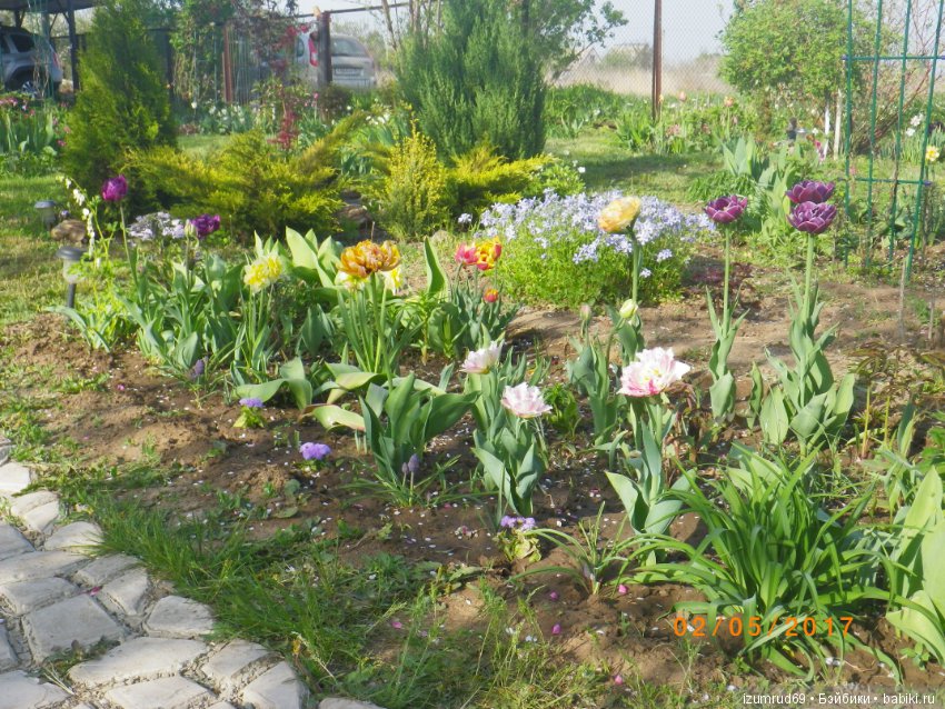 Мой прекрасный сад — Болталка и разговоры обо всем: жизнь (фото 4)