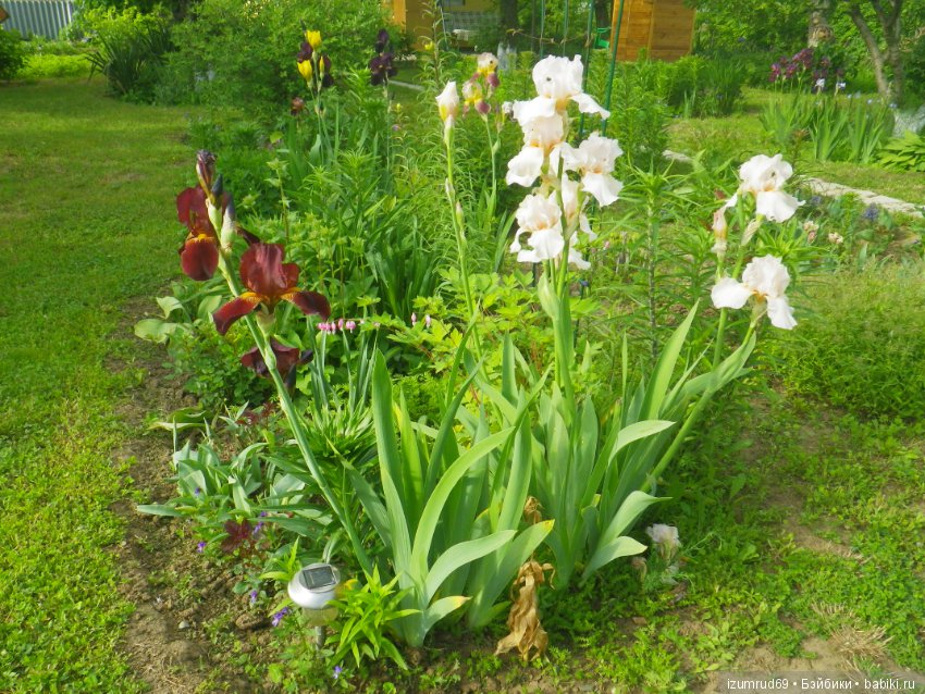 Мой прекрасный сад — Болталка и разговоры обо всем: жизнь