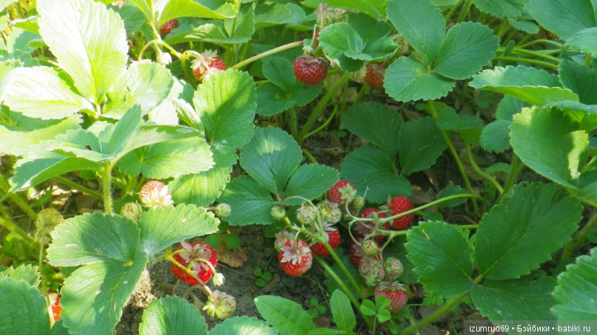 Мой прекрасный сад — Болталка и разговоры обо всем: жизнь