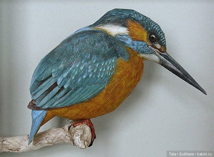 Бумажные, но как живые. Реалистичные фигурки птиц от Йохана Шерфта