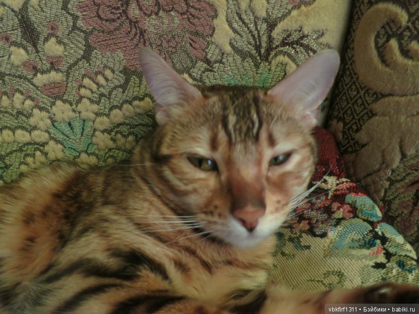 Любимые кошечки — Интересное обо всем: поздравления (фото 3)