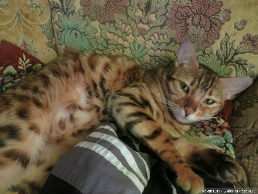 Любимые кошечки — Интересное обо всем: поздравления