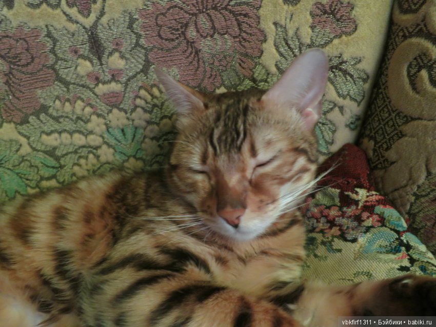 Любимые кошечки — Интересное обо всем: поздравления (фото 7)