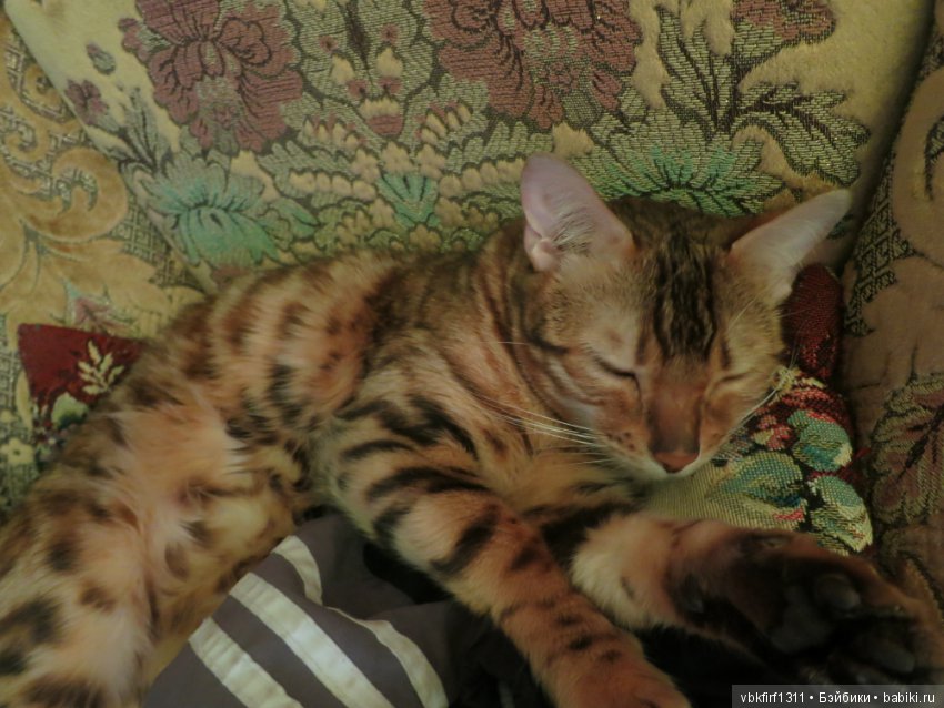 Любимые кошечки — Интересное обо всем: поздравления