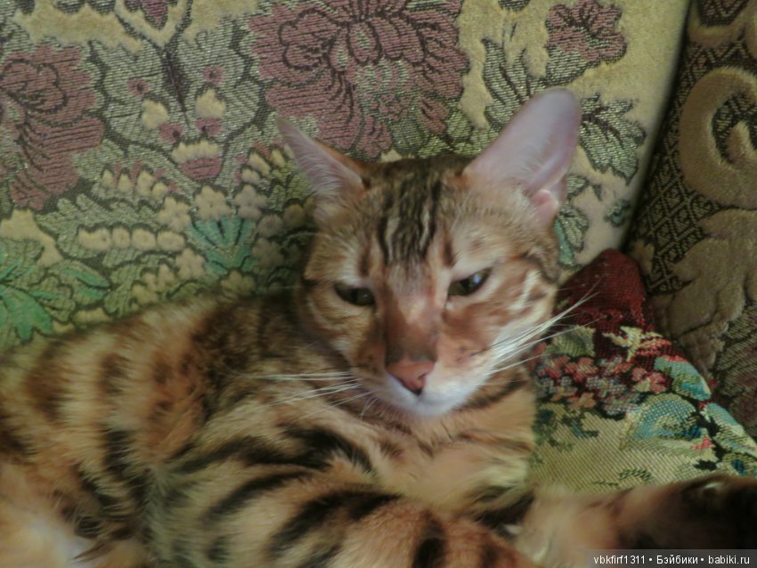 Любимые кошечки — Интересное обо всем: поздравления (фото 8)