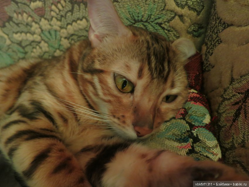 Любимые кошечки — Интересное обо всем: поздравления (фото 10)